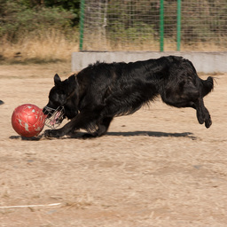 Galerie Sportovní vložka - fotbal se psem Sorbonem